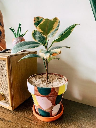 Le Ficus : les méthodes pour réussir la bouture de cette plante