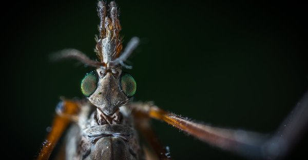 Comment faire sortir les moustiques ?
