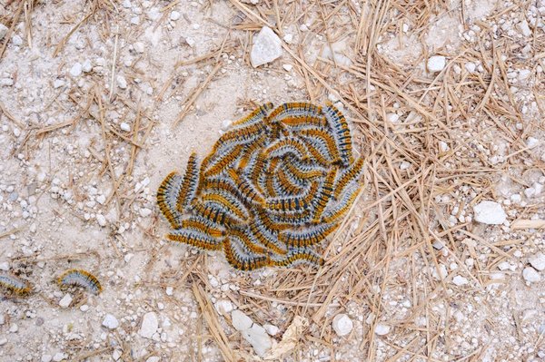 Comment protéger votre entourage des chenilles processionnaires ?